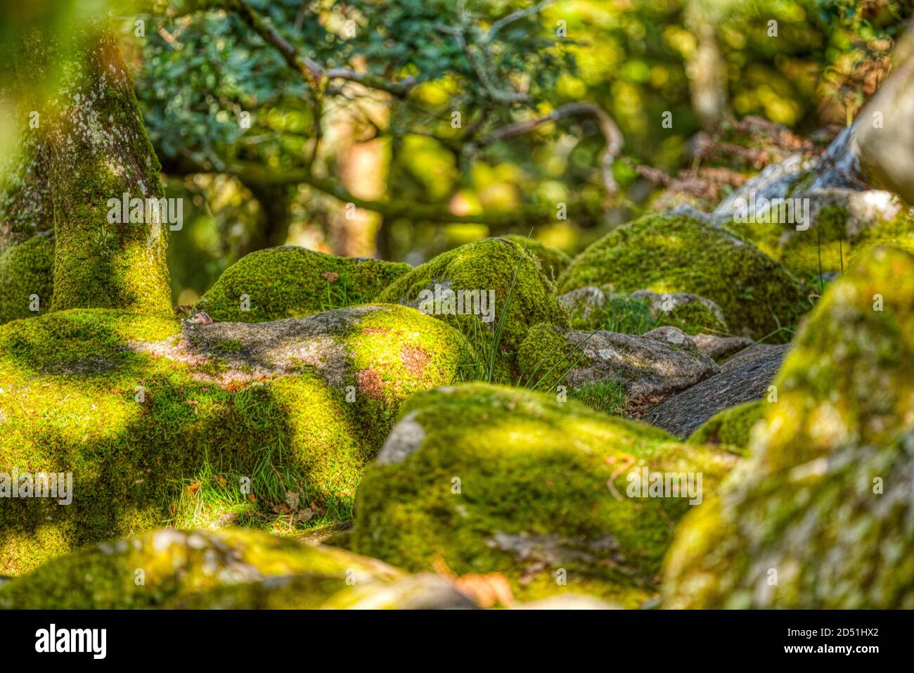 Moos Covered Boulders, Wistmans Wood, Two Bridges, Dartmoor, Devon, Großbritannien Stockfoto