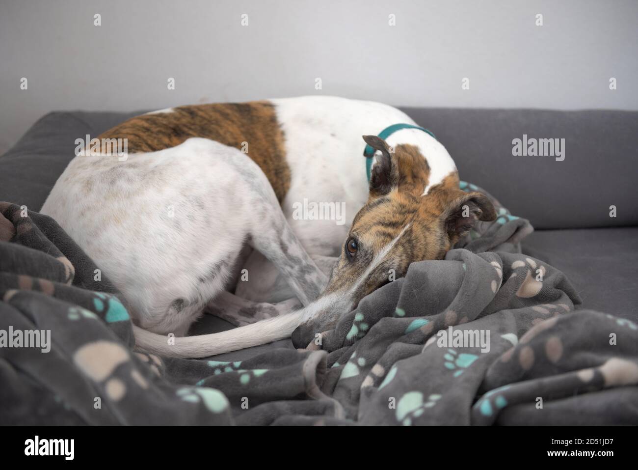 Weiß und brindle Haustier Windhund schaut auf die Kamera, wie sie sich zwischen einer Pfote gemusterten Hundedecke auf einem grauen Hundebett zusammenrollt. Einfacher Hintergrund. Stockfoto