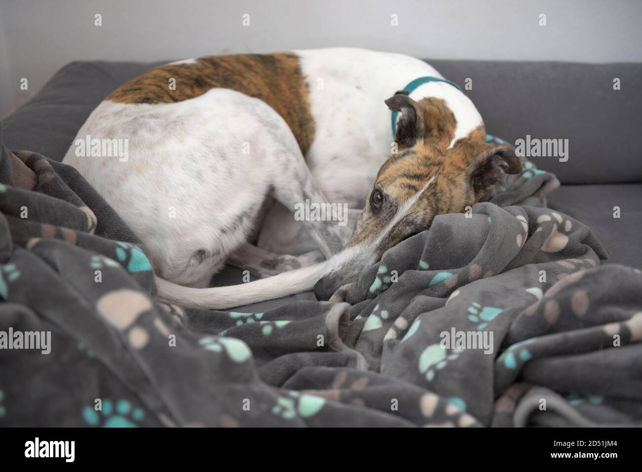 Ein Brindle und weiß geflicktes Haustier adoptiert Windhund curls sich in eine warme Hundedecke auf einem grauen Hundebett. Blickt mit braunen Augen direkt auf die Kamera. Stockfoto