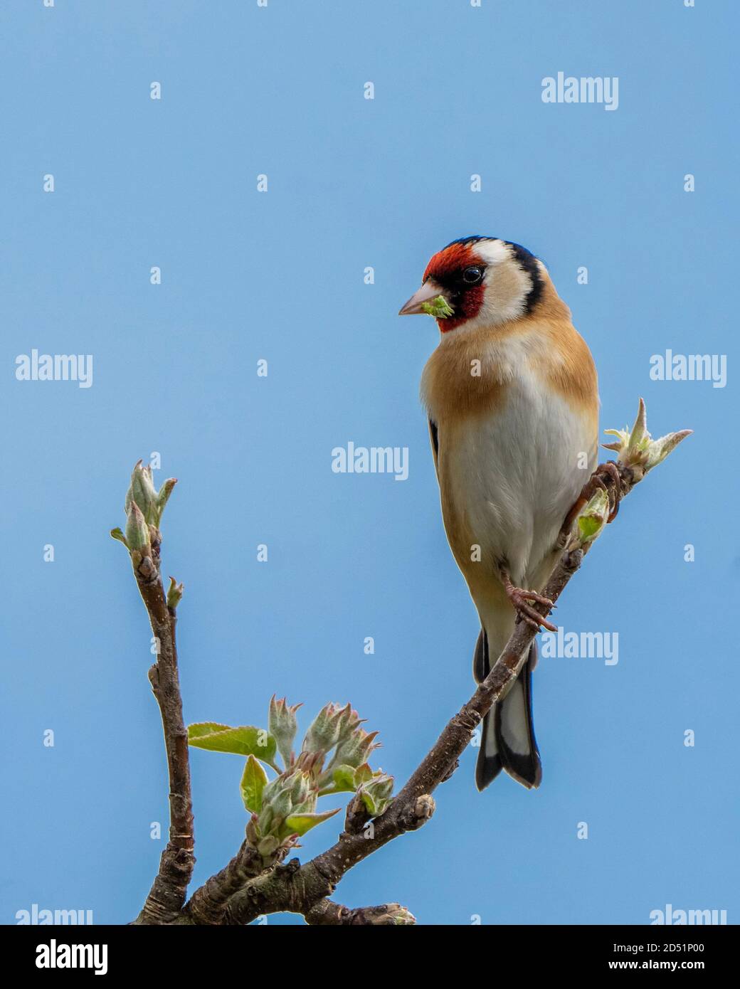 Goldfink- Carduelis carduelis Barsche auf Apfelblüte-Malus. Feder. Stockfoto