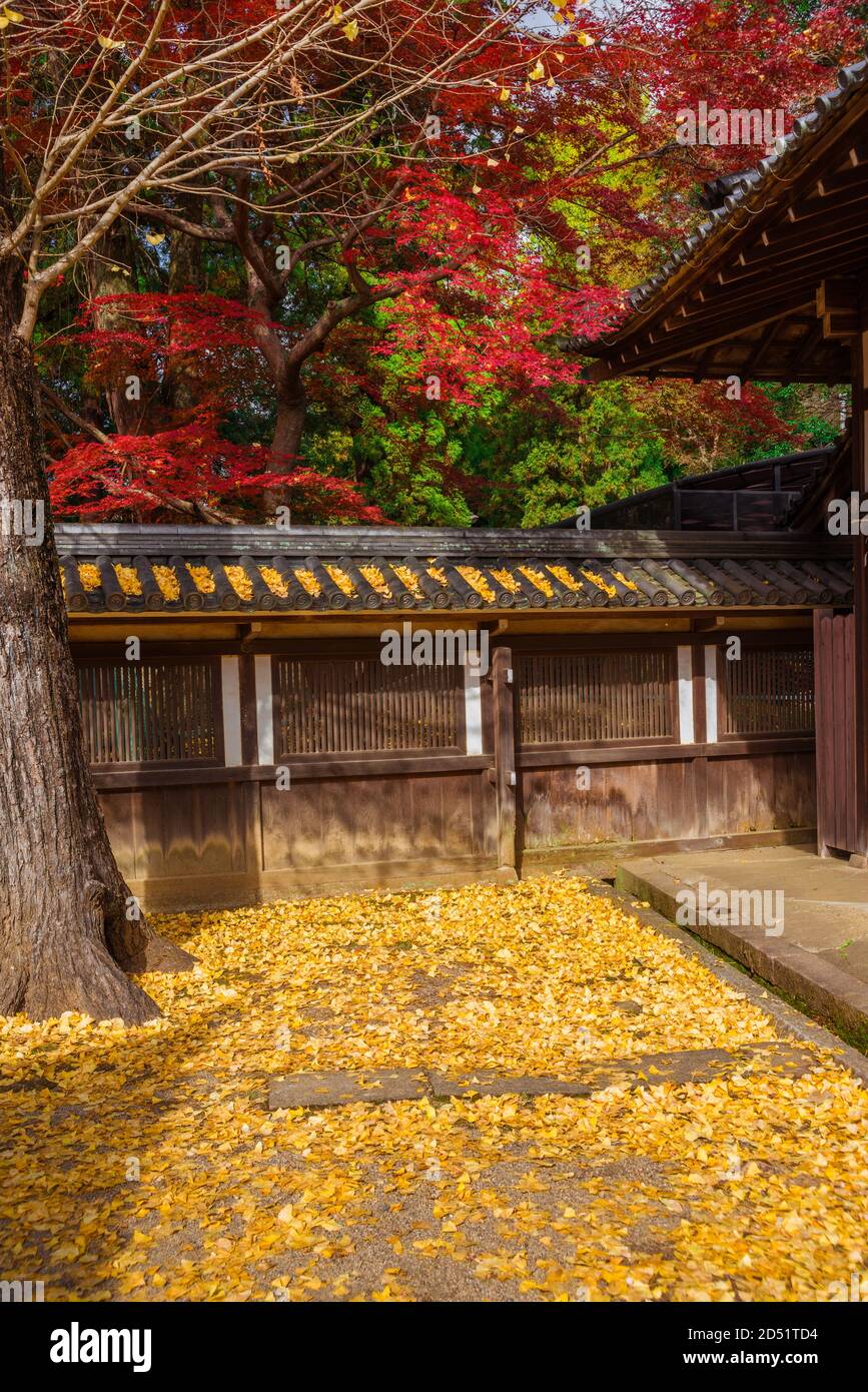 Herbst und Laub in Japan. Roter Ahorn und gelbe Ginkgo Blätter in der Nähe eines alten Tempels Stockfoto