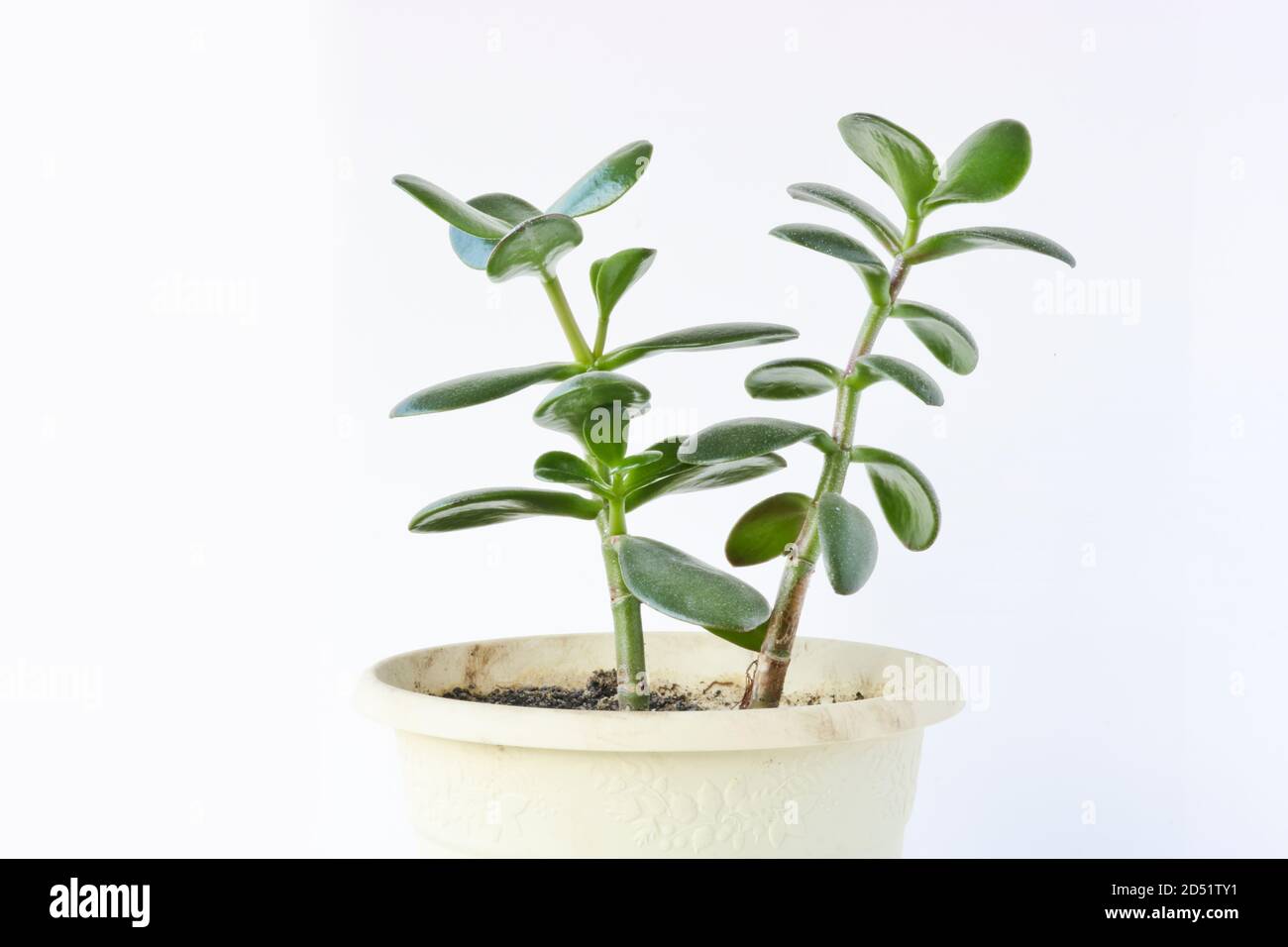 Dollar Plant Crassula Stockfotos Und Bilder Kaufen Alamy Dollar Plant Crassula Stockfotos Und Bilder Kaufen Alamy