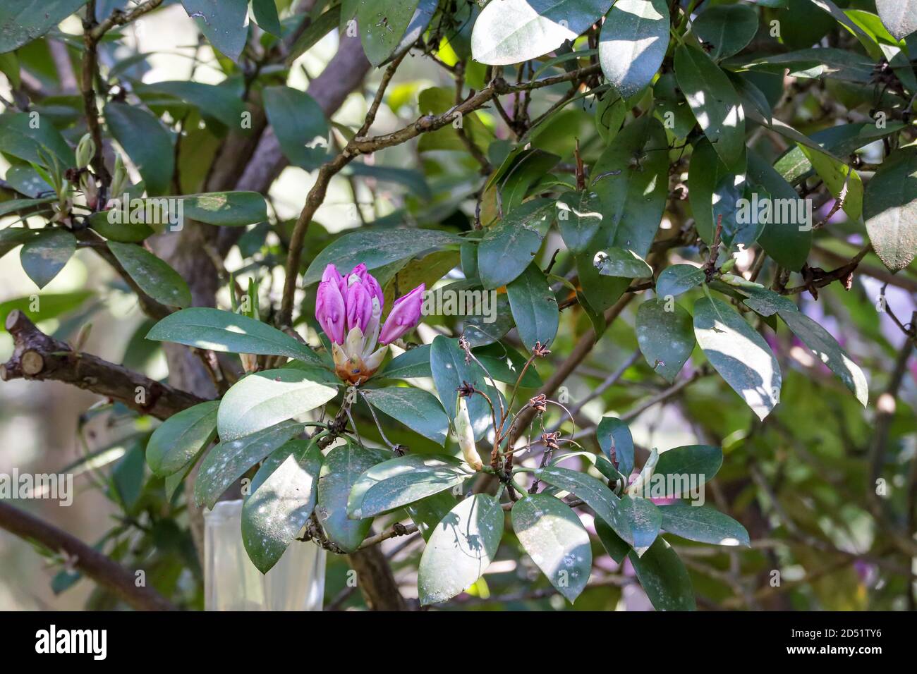 Eine kleine Gruppe von rosa Blütenknospen auf einem Rhododendron buchse Stockfoto
