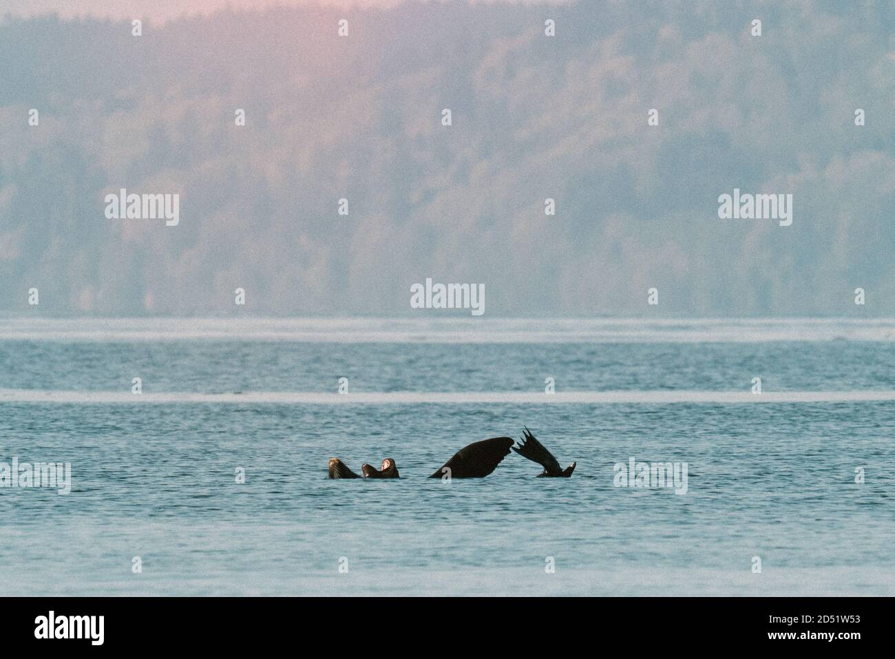 Weitwinkelansicht der Seelöwen in Puget Sound in der Nähe Seattle Stockfoto