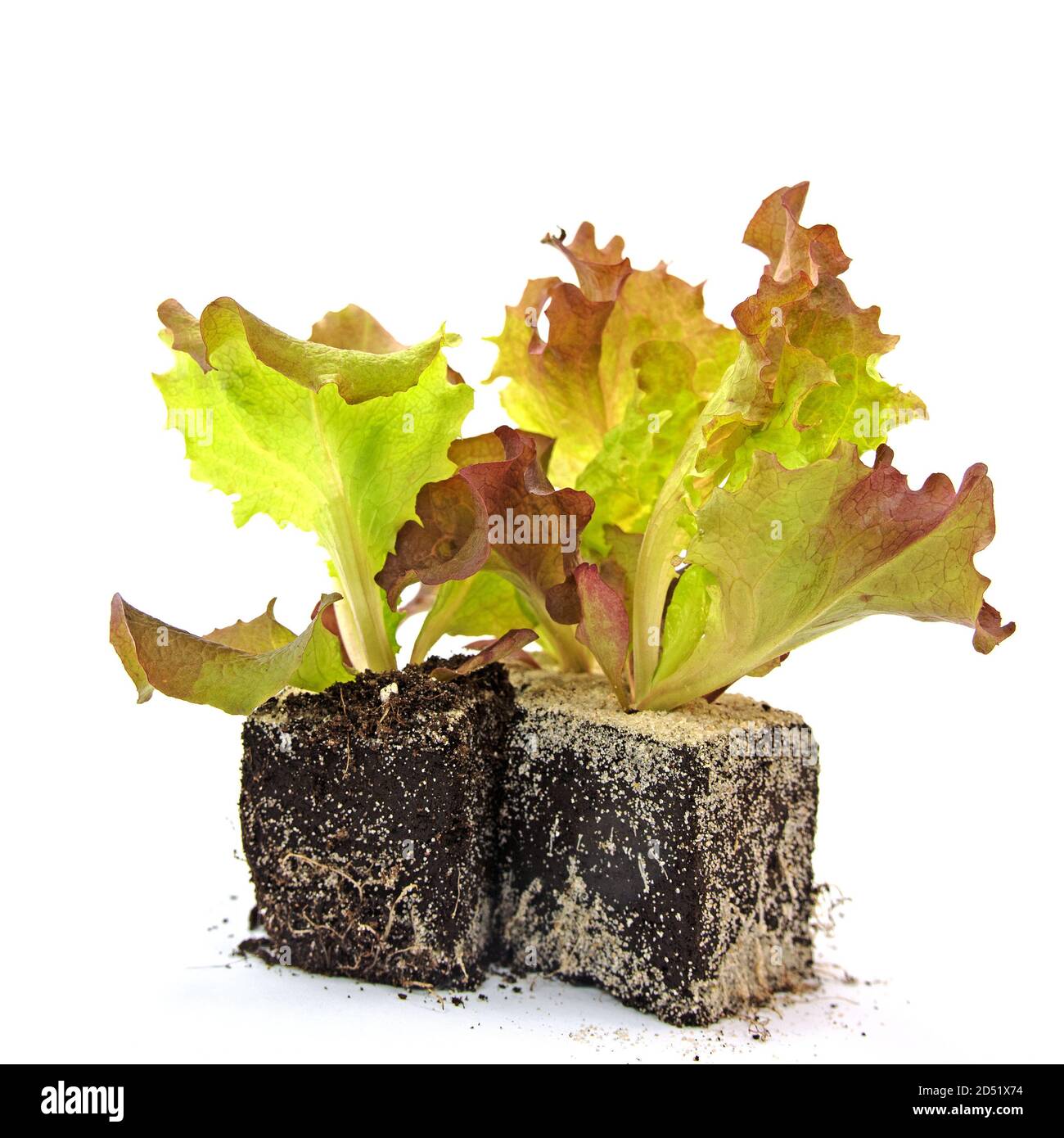 Pflücken Sie Salat, junge Pflanzen vor weißem Hintergrund Stockfoto