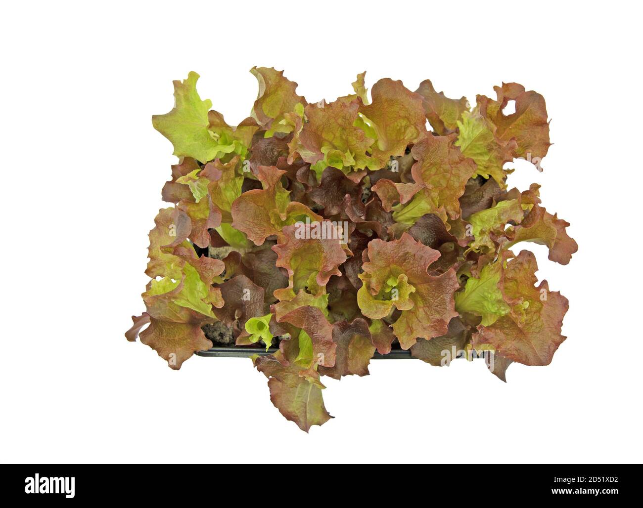 Pflücken Sie Salat, junge Pflanzen vor weißem Hintergrund Stockfoto