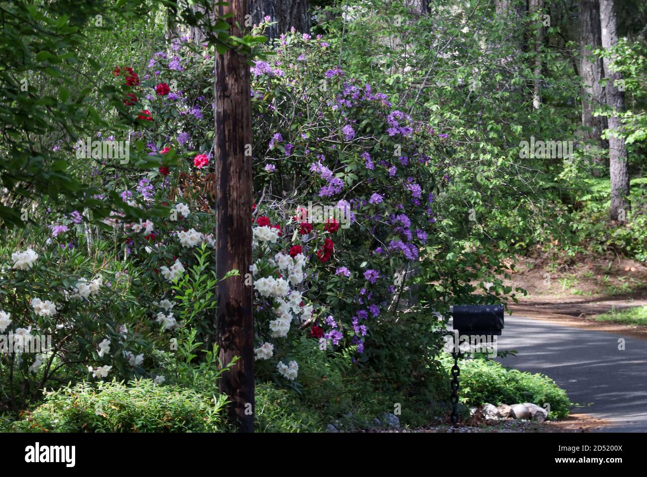 Mehrere Farben von Rhododendren, ein Postfach und ein Telefonmast Stockfoto