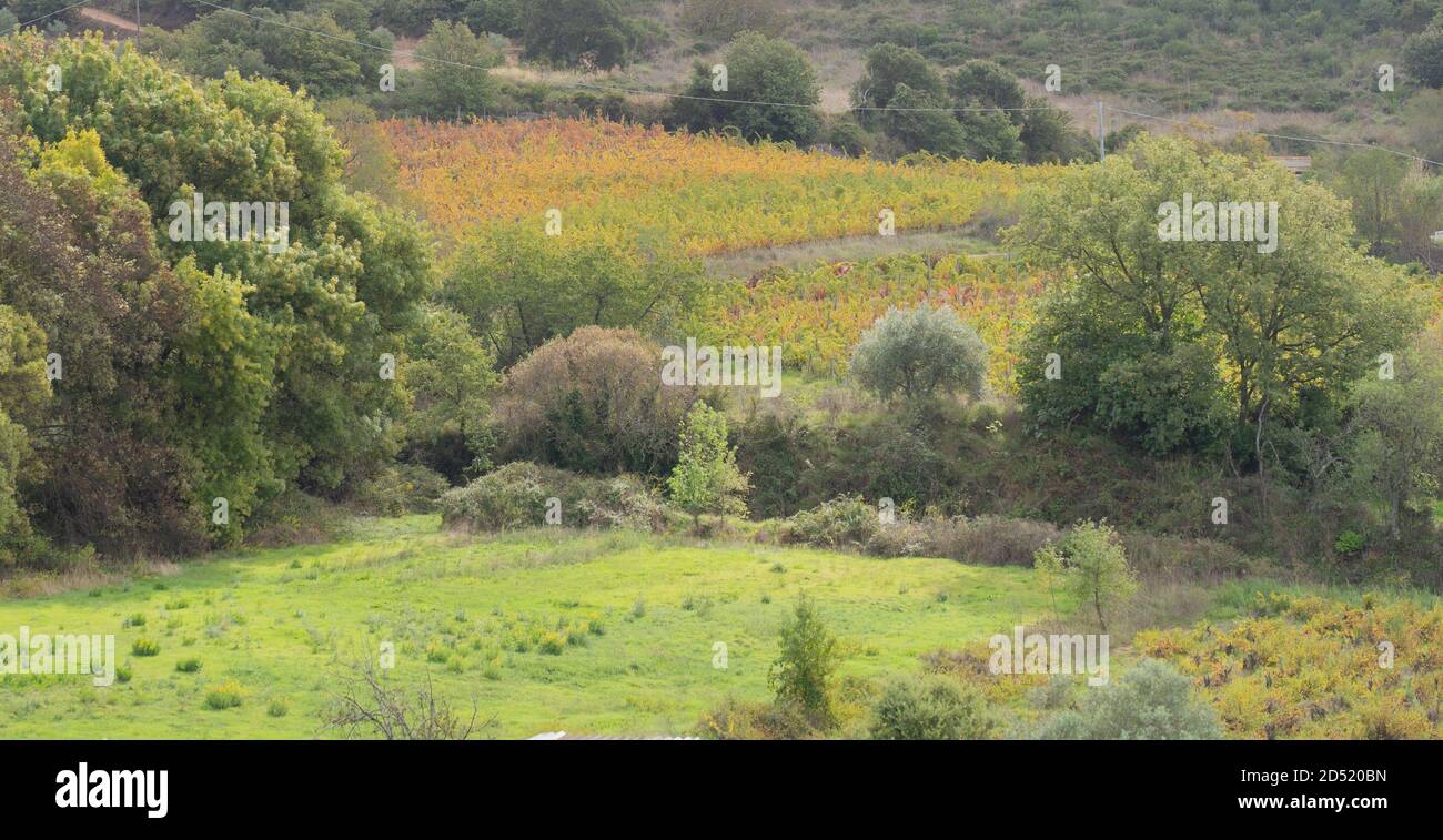 Weinberge von Carignano und Cannonau Wein, Santadi, Süd-Sardinien Stockfoto