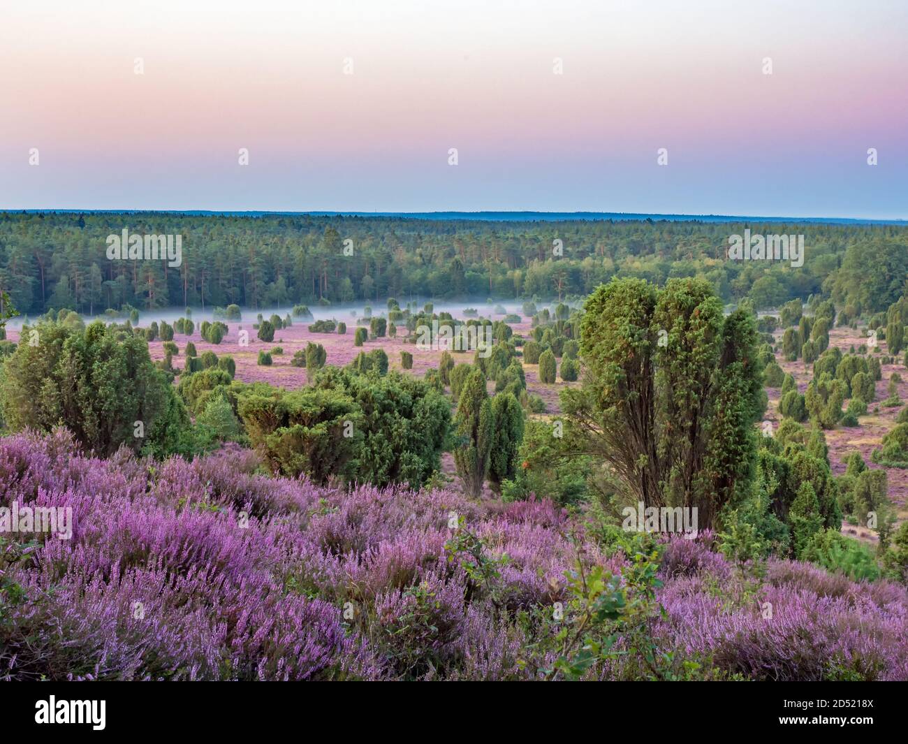 Blick in die Landschaft Totengrund in der Lüneburger Heide bei Sonnenaufgang, Niedersachsen, Deutschland Stockfoto