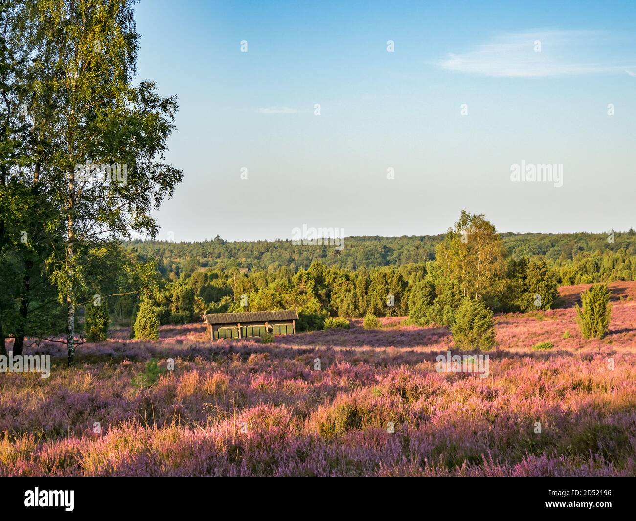 Scheune mit Bienenhaus in der Landschaft der Lüneburger Heide, Niedersachsen, Deutschland Stockfoto