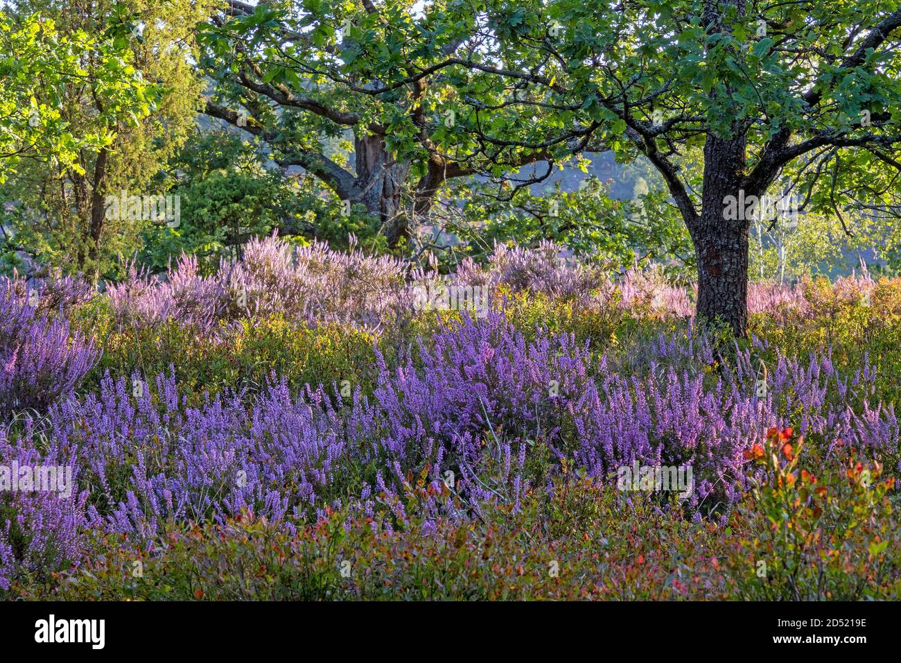 Landschaft in der Lüneburger Heide bei voller Blüte, Niedersachsen, Deutschland Stockfoto