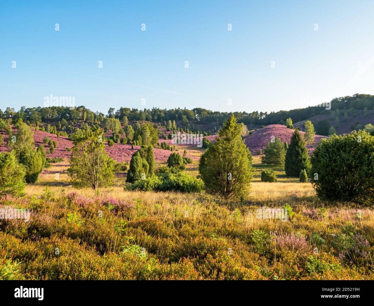 Landschaft in der Lüneburger Heide bei voller Blüte, Niedersachsen, Deutschland Stockfoto