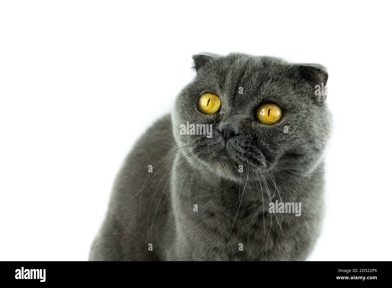 Scottish Fold Katze, 9,5 Monate alt, sitzt vor weißem Hintergrund Stockfoto