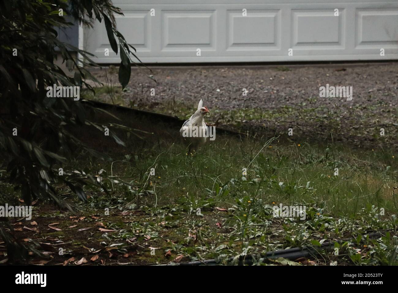 Hühnchen, das in langem Gras in der Nähe der Auffahrt läuft Stockfoto