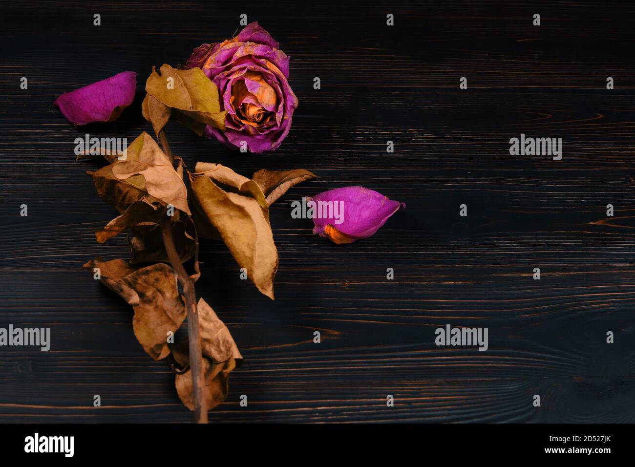 Eine getrocknete einzelne Rose auf einem schwarzen Holzhintergrund, Kopierraum Stockfoto