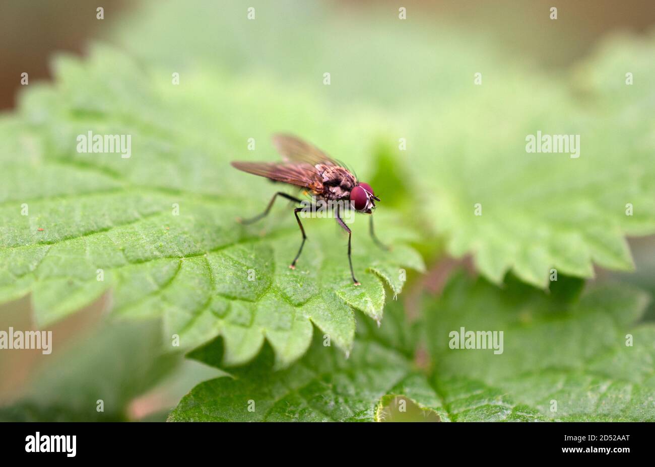 Eine kleine Rotaugen-Fliege, die auf einem gemeinsamen Brennnesselblatt ruht. Stockfoto