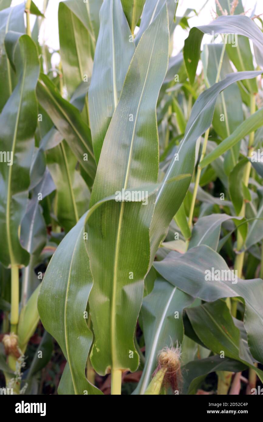 Großes grünes Gras für Kuhfutter Stockfoto