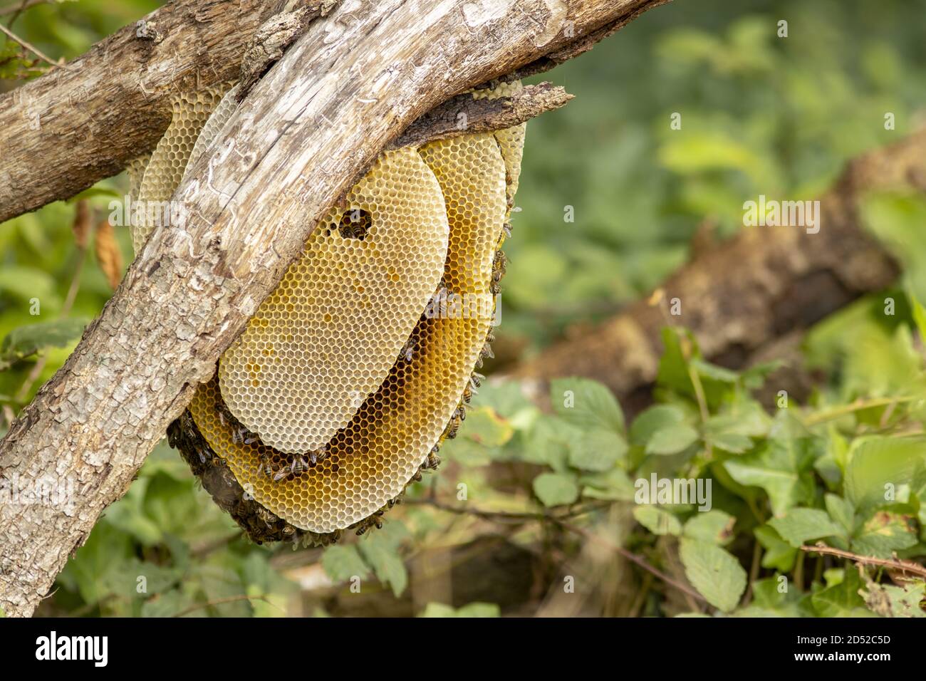 Wabe in natürlicher Umgebung Stockfoto