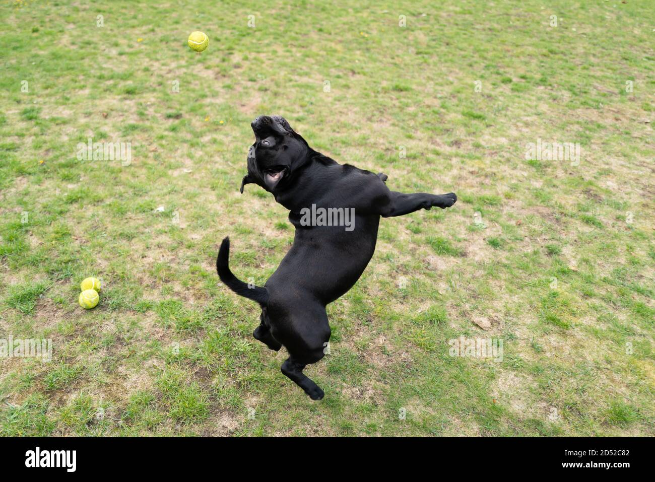 Staffordshire Bull Terrier Hund springen für einen Tennisball spielen auf Gras draußen. Stockfoto