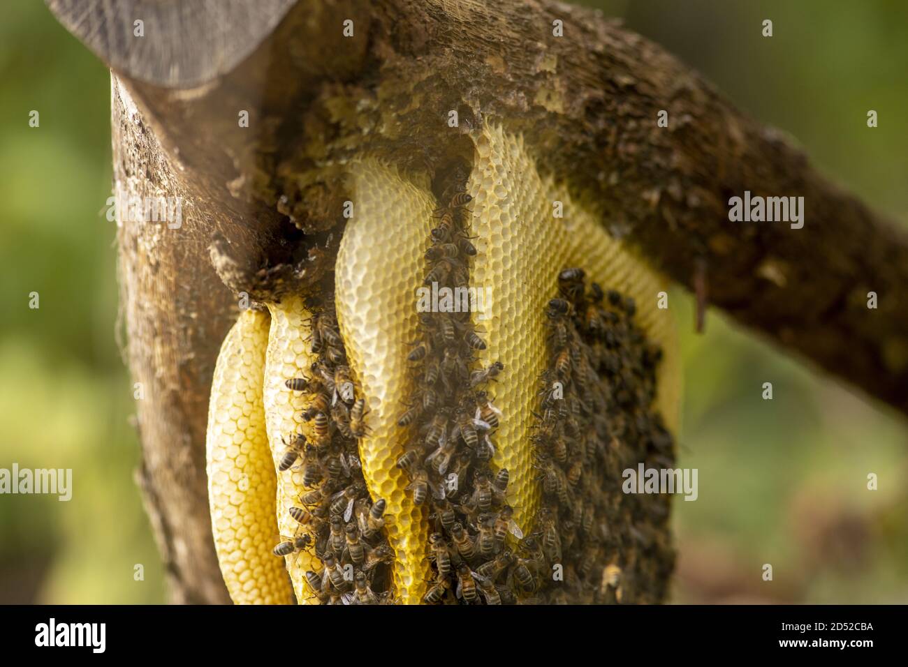 Bienenstock hängt an einem Ast Stockfoto