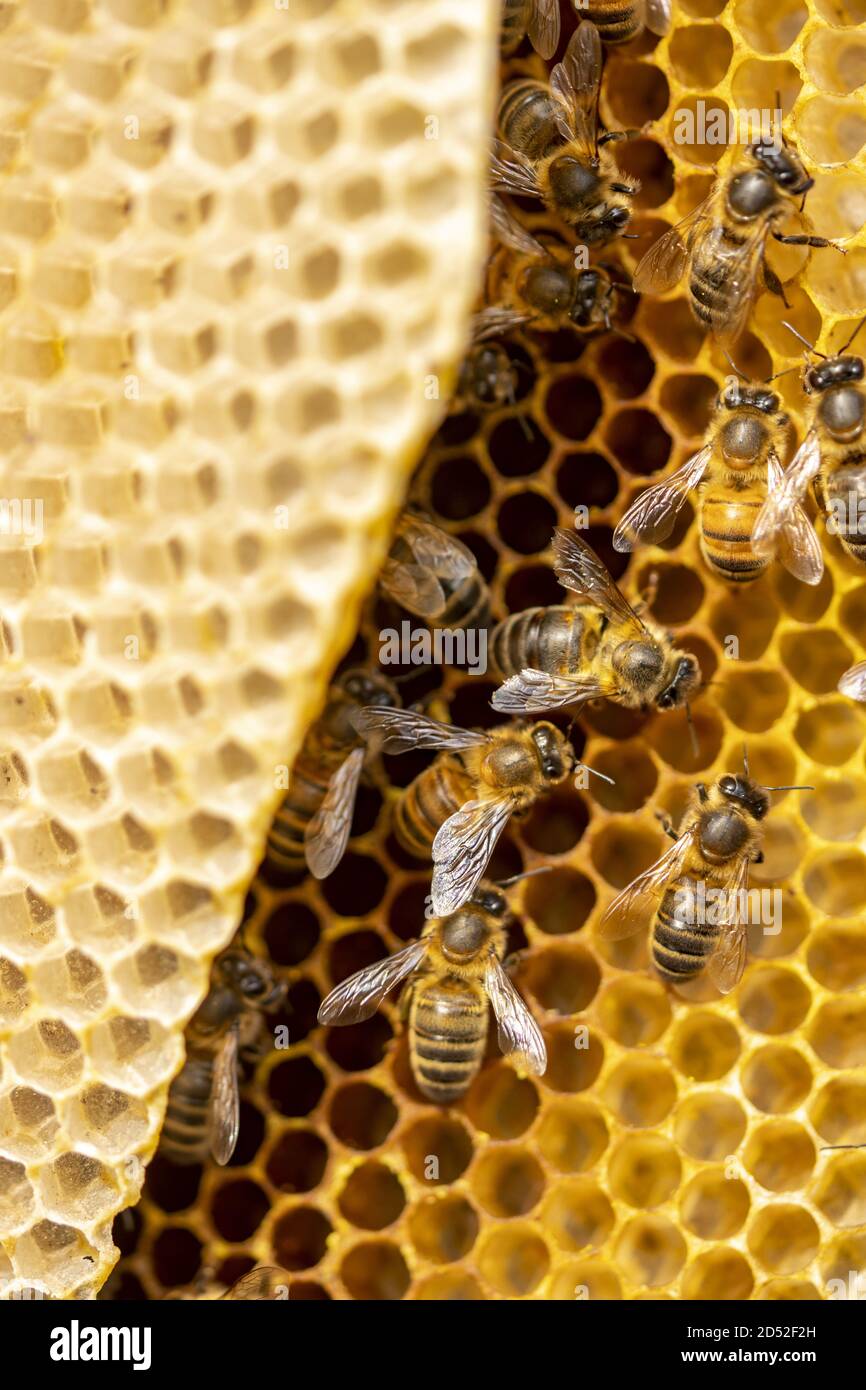 Details eines Bienenheims leuchtend gelbe Wabe Stockfoto