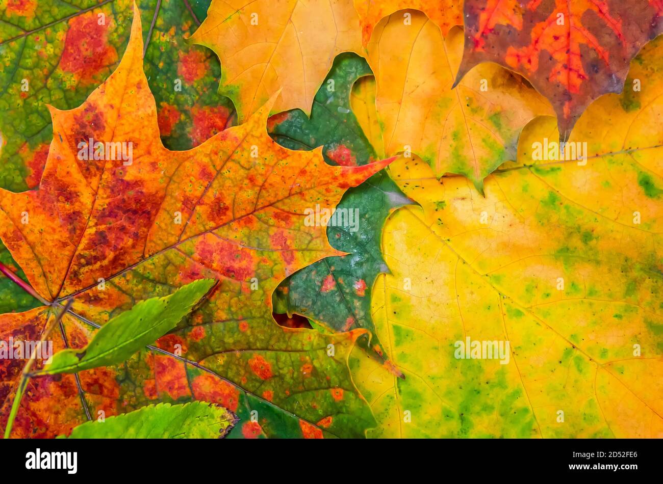 Schöner Hintergrund von hellen, schönen Ahornblättern, Draufsicht. Schöne Herbst hellen Hintergrund von Ahornblättern. Stockfoto