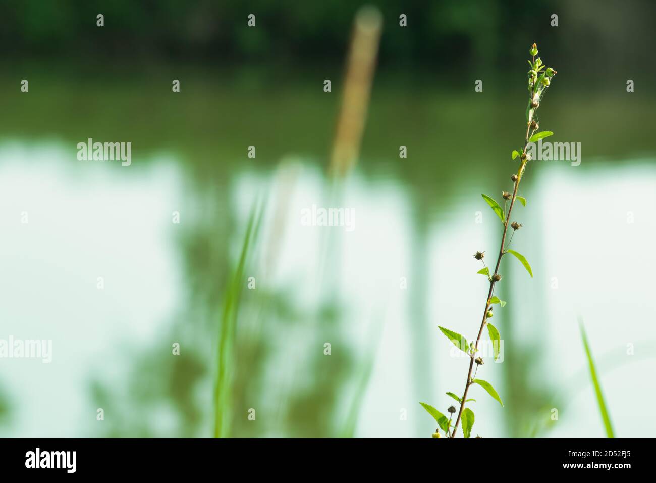 Grasblume und Früchte Pflanzen in den Teich, der ist So wunderschön Stockfoto