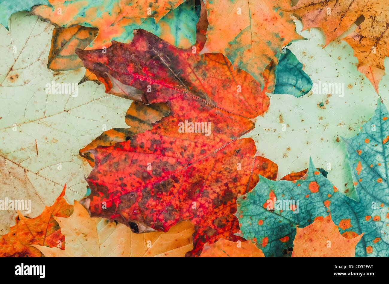 Schöner Hintergrund von hellen, schönen Ahornblättern, Draufsicht. Schöne Herbst hellen Hintergrund von Ahornblättern. Getöntes Foto Stockfoto