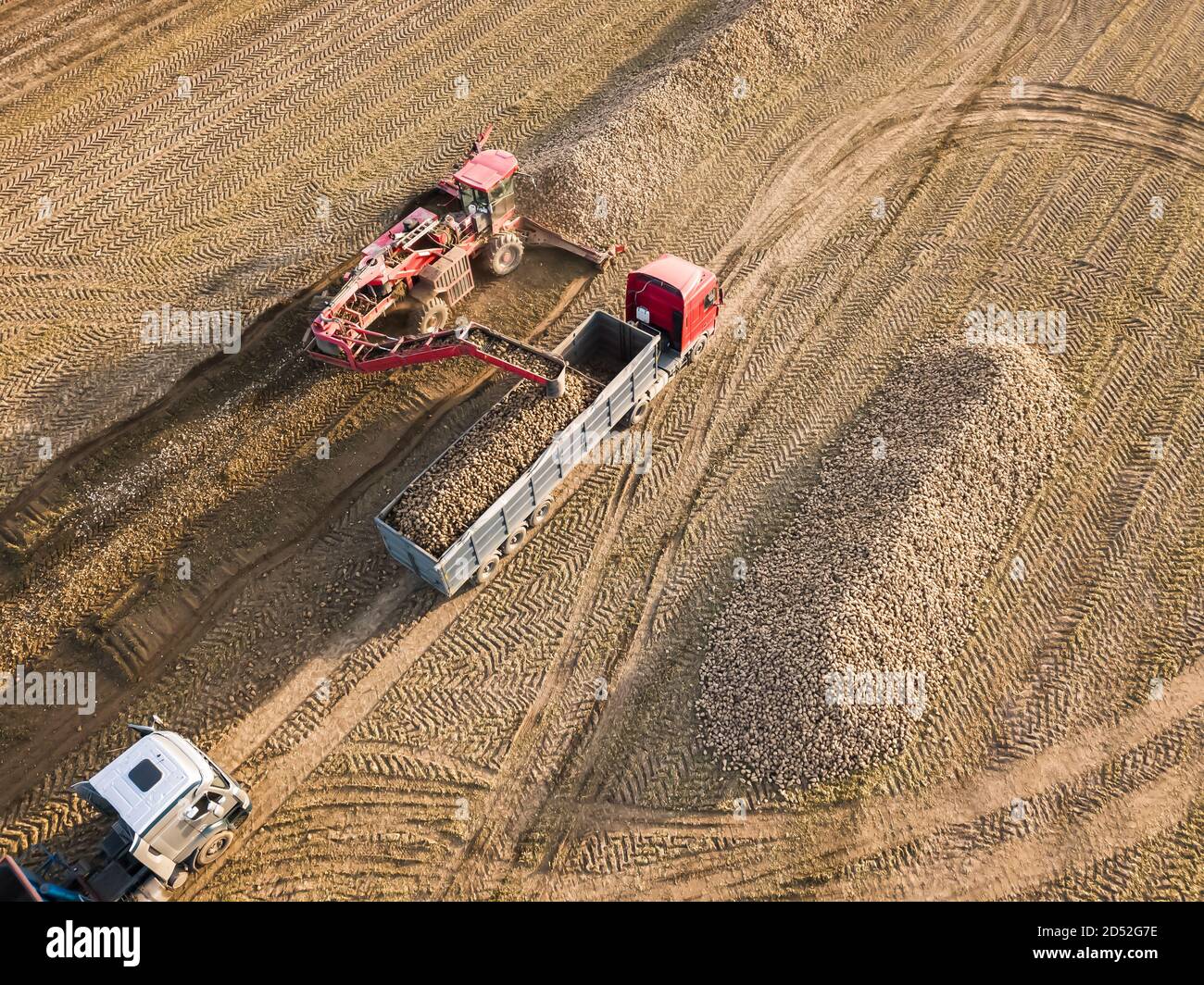 Drohnenansicht eines Traktors, der Zuckerrüben in einen LKW in der Mitte eines Feldes lädt. Landwirtschaftliche Arbeit. Zuckerrübenernte Stockfoto