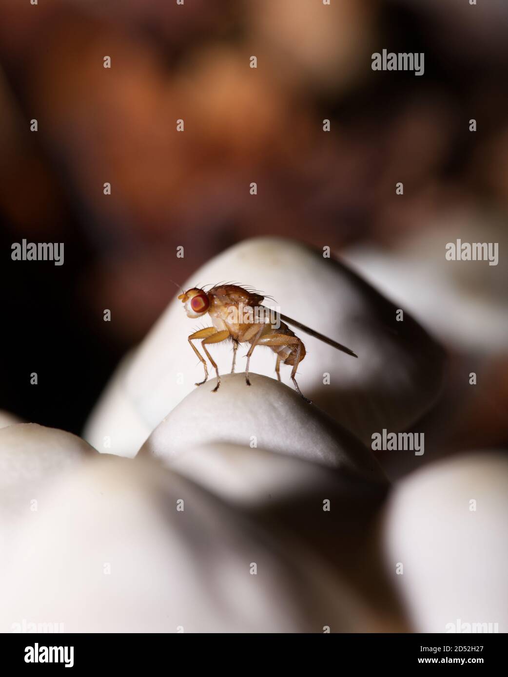 Früchte fliegen auf Pilze im Makro Stockfoto
