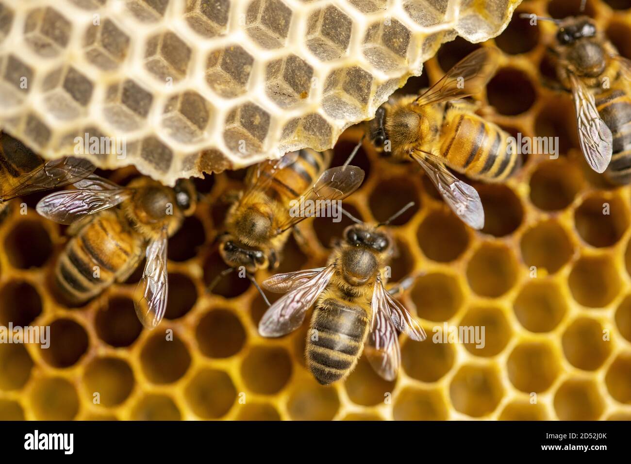 Makro Nahaufnahme des Bienenstocks mit Detail von h Stockfoto