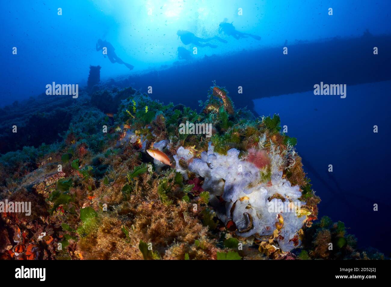 Unterwasseransicht einer Gruppe von Tauchern, die am Wracktauchplatz La Plataforma im Naturpark Ses Salines (Formentera, Mittelmeer, Spanien) tauchen Stockfoto