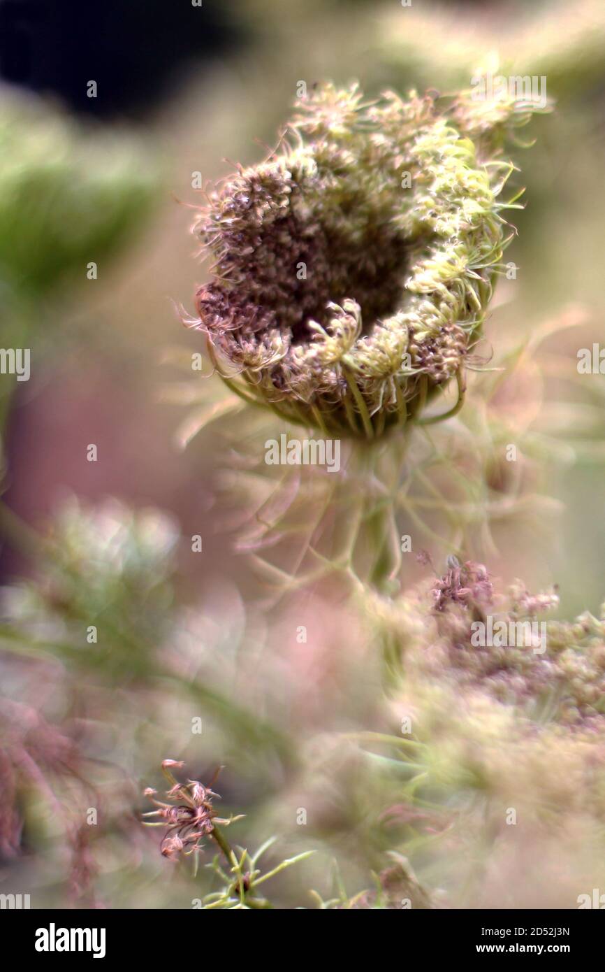 Knospen von Wwld Karotte blüht in krautigen Rand Stockfoto