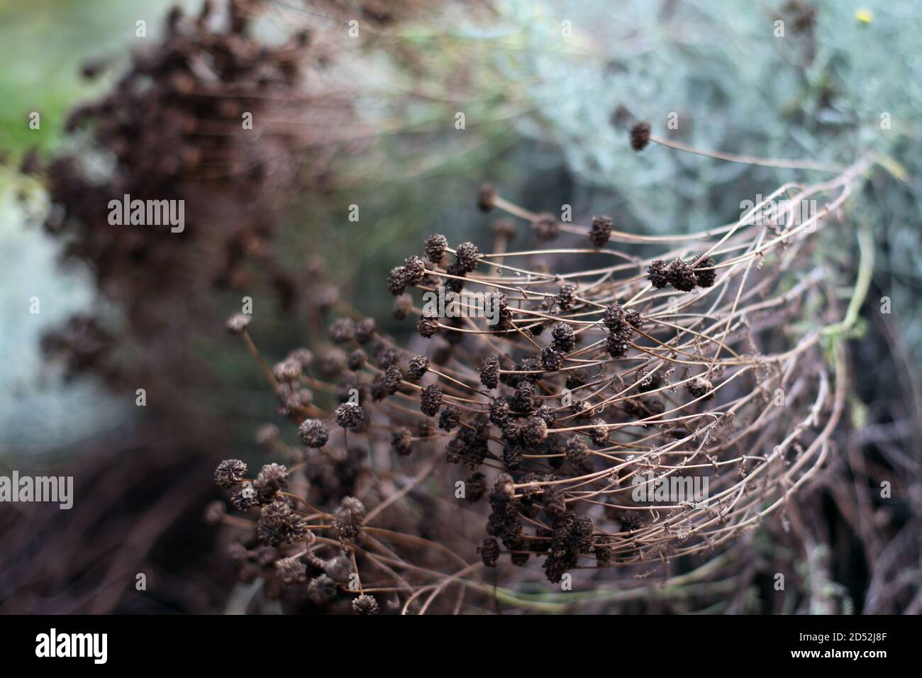 Getrocknete Gypsophila Blumen im Blumenbeet bewegen sich in der Brise Stockfoto