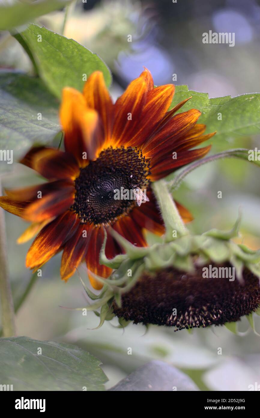 Bienenfütterung auf hinterleuchteten Sonnenblumenkopf Stockfoto