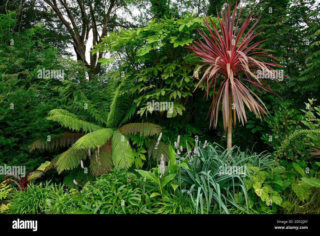 cordyline australis südlicher Glanz, Kohlpalme, rosa Laub, Blätter, bunt, dicksonia antarktis, gemischtes Pflanzschema, RM Floral Stockfoto