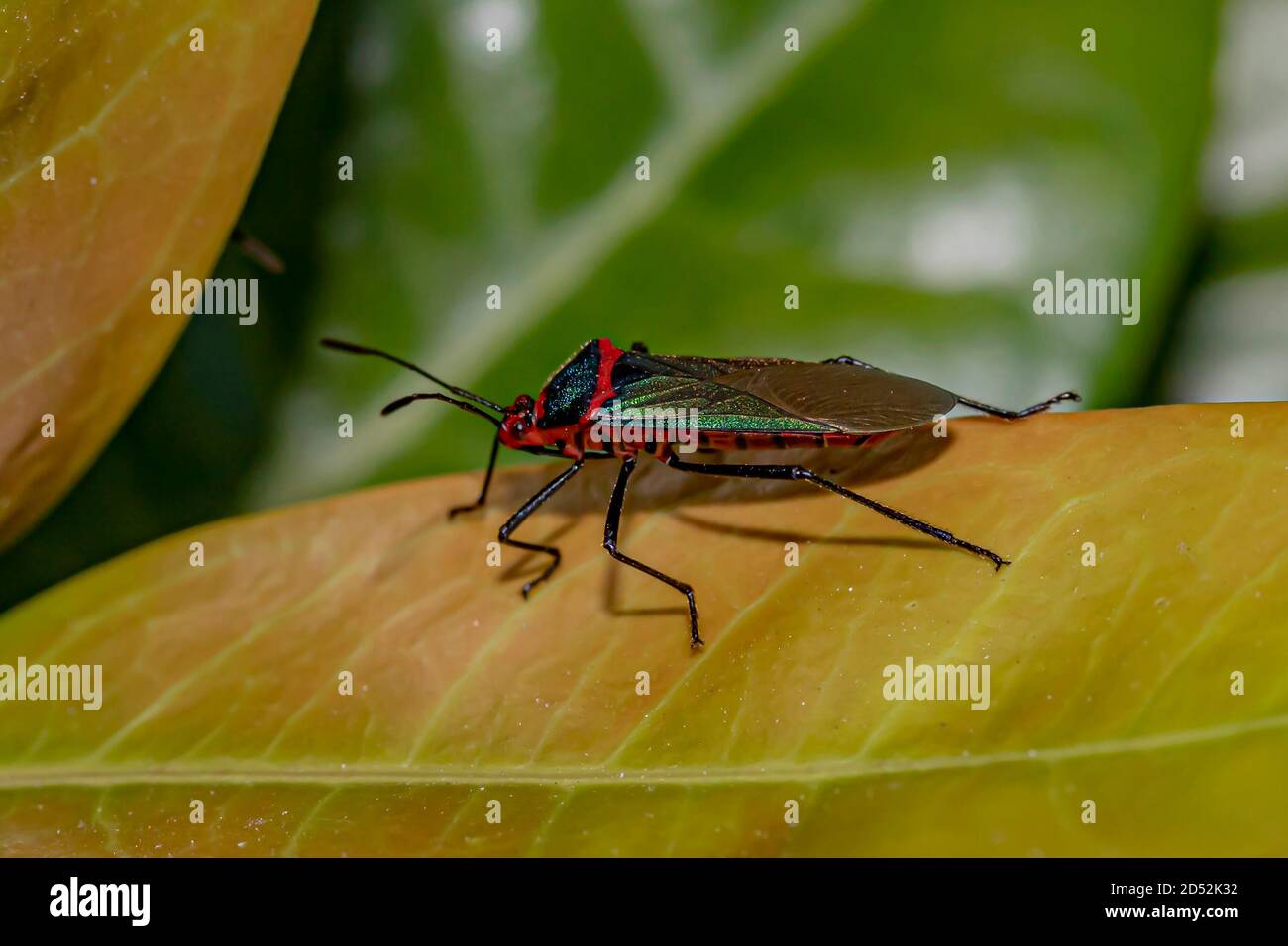 Sphictyrtus True Bug Walking on a Yellow Leaf (Percevejo Sphictyrtus / Sphictyrtus sp. - Familie Der Coreidae) Stockfoto