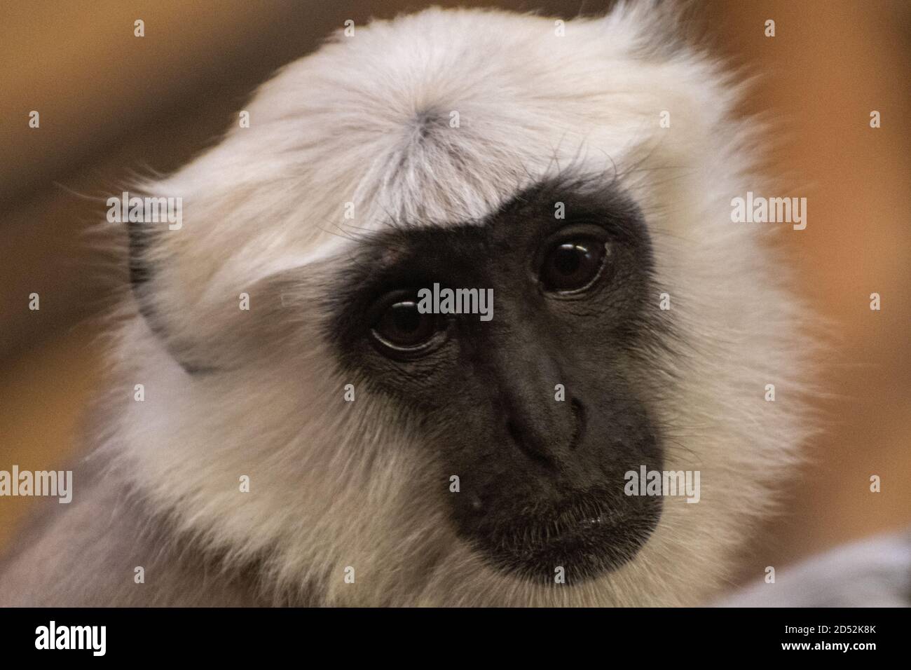Nahaufnahme des Kopfes eines Hanuman Langur Stockfoto