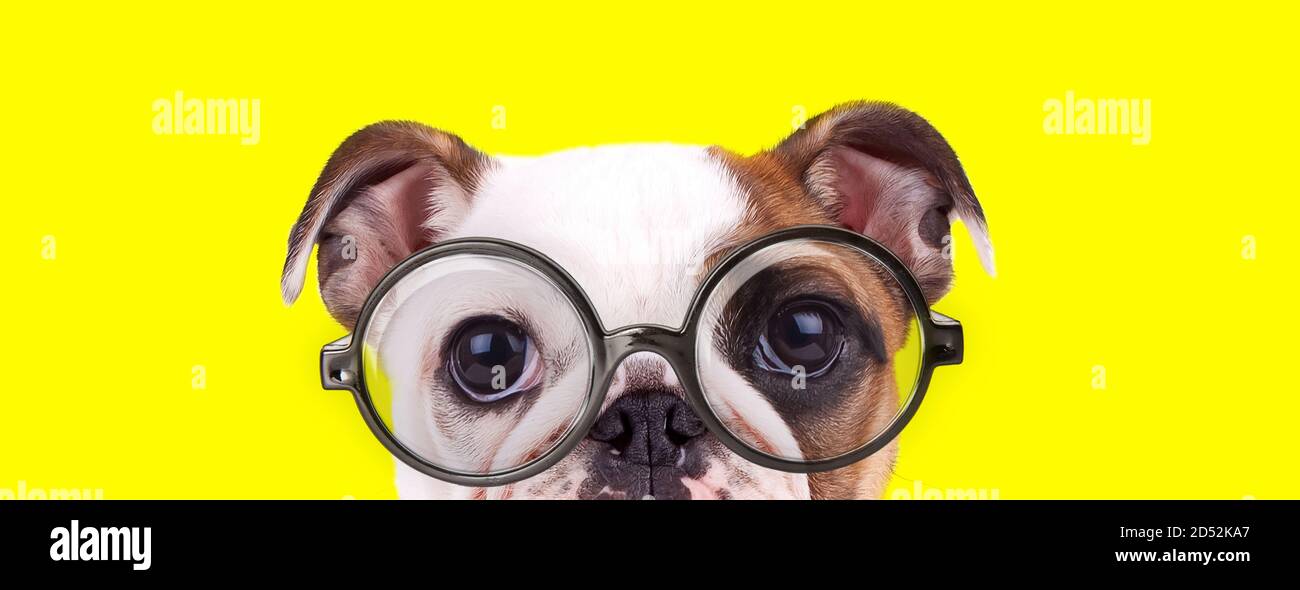 Shy englisch Bulldog Welpe trägt Brille und versteckt sich auf gelb Hintergrund Stockfoto