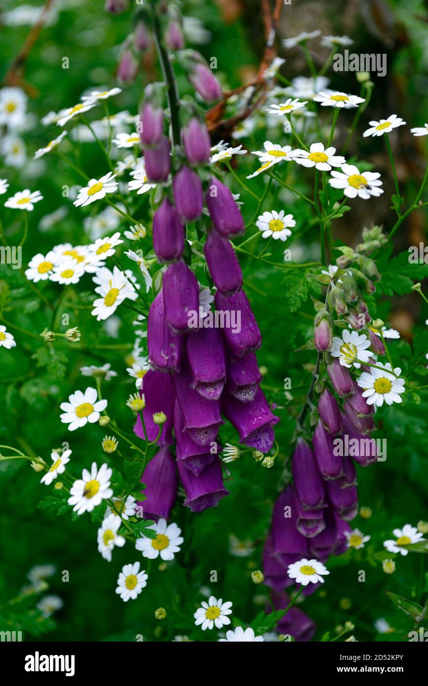 Digitalis purpurea, Fuchshandschuh, Fuchshandschuhe, fieberfrei, weiß, lila, wilde Blumen, RM floral Stockfoto