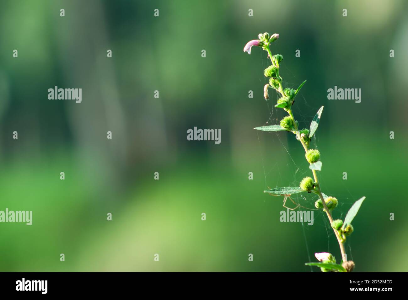 Wilde pflanzenblume -Fotos und -Bildmaterial in hoher Auflösung – Alamy
