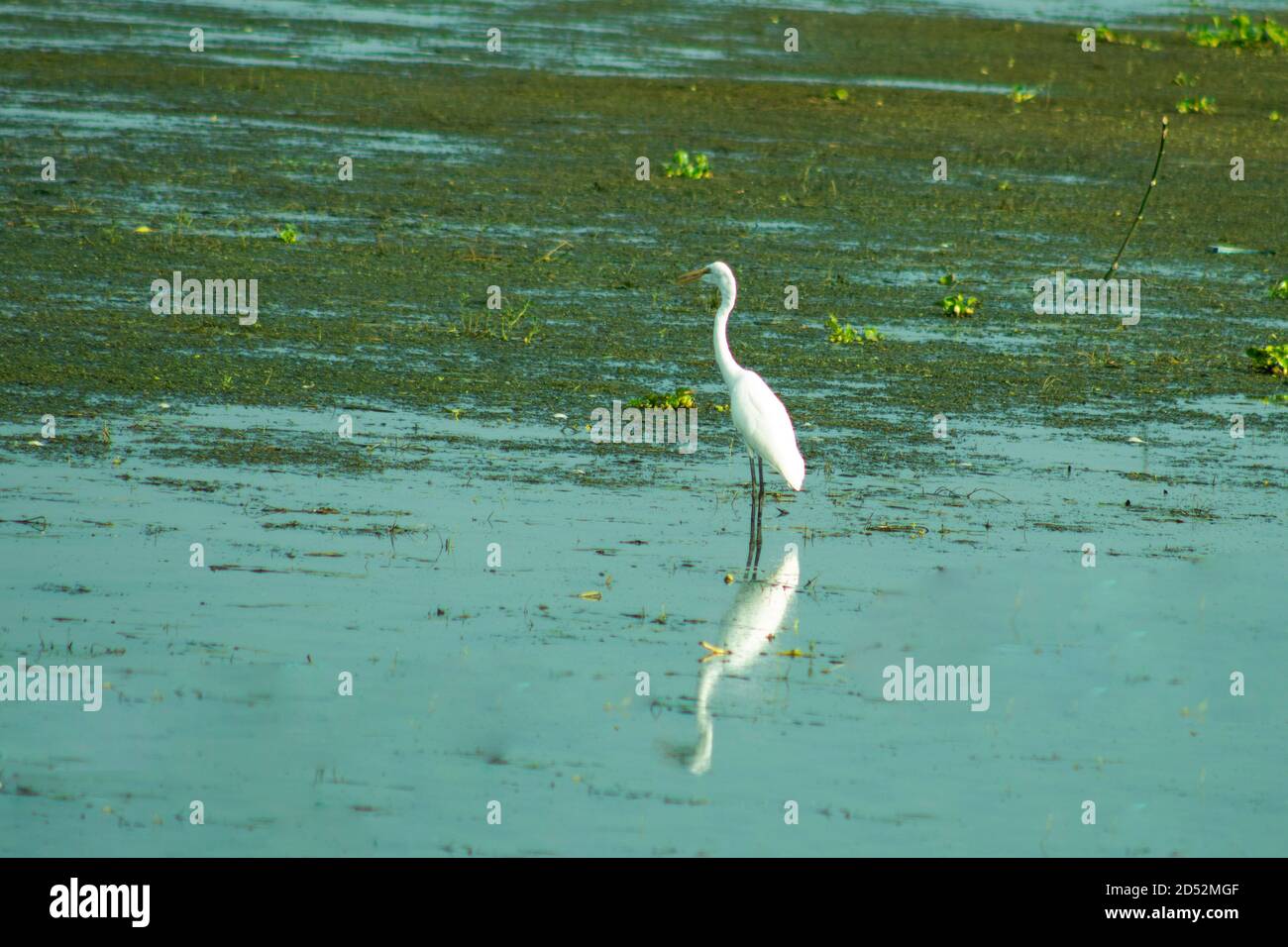 Ein einziger Weißstorch jagt Fische im Wasser auf dem großen See. Sein Gefieder ist hauptsächlich weiß Stockfoto