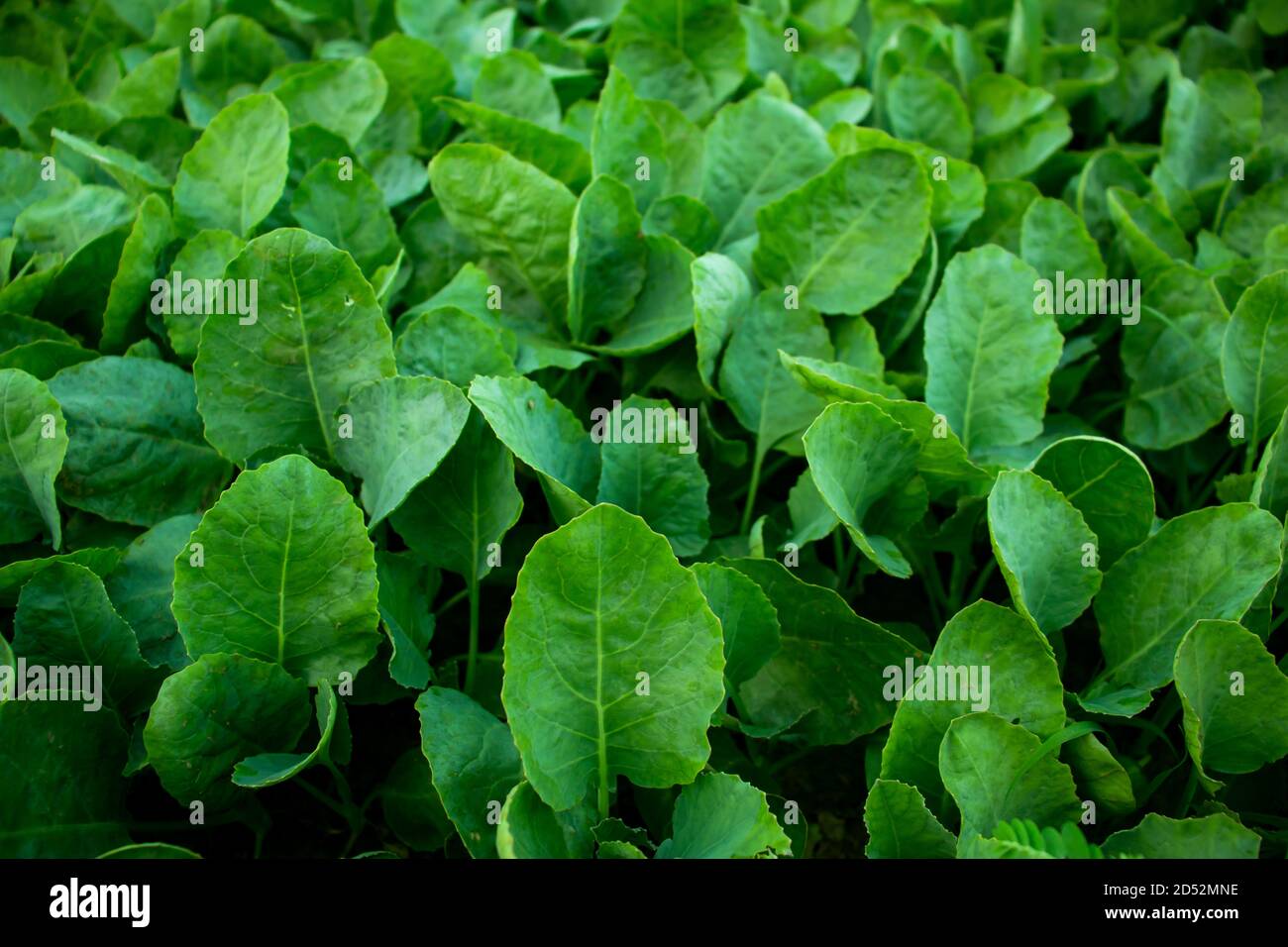Spinat ist eine grün blühende Pflanze ist auch ein Schönes Gemüse mit riesigem Vitamin Stockfoto