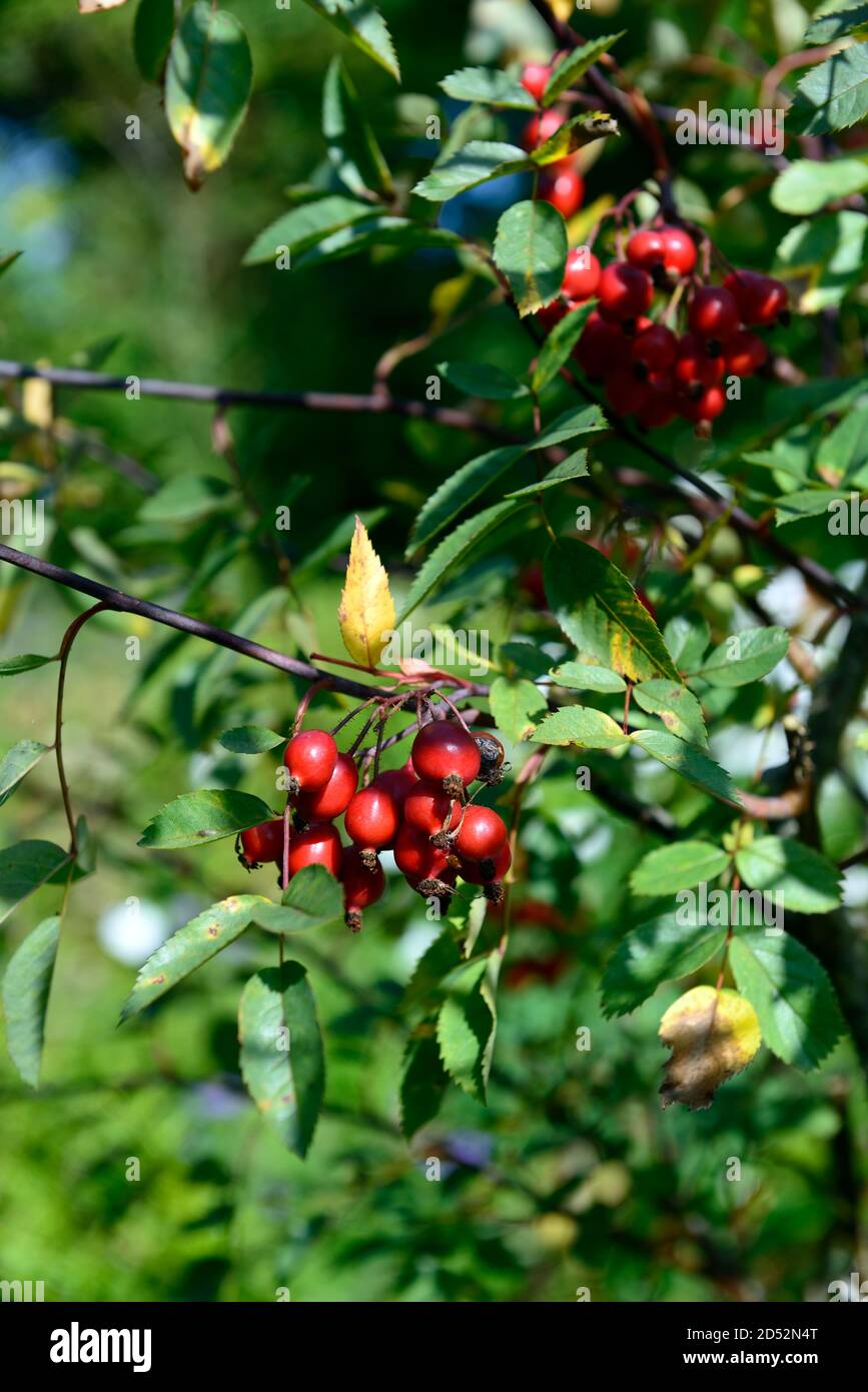 Rote Hagebutten, Früchte der Hunderose Pflanze, Rosa canina, rote Beeren, rote Beere, Rose, Rosen, rosa, attraktive Anzeige, Herbst, RM Floral Stockfoto