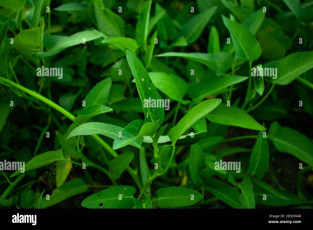 Wasser Spinat ist ein grünes Blattgemüse Pflanze ist auch Ein tolles Gemüse mit riesigem Vitamin Stockfoto