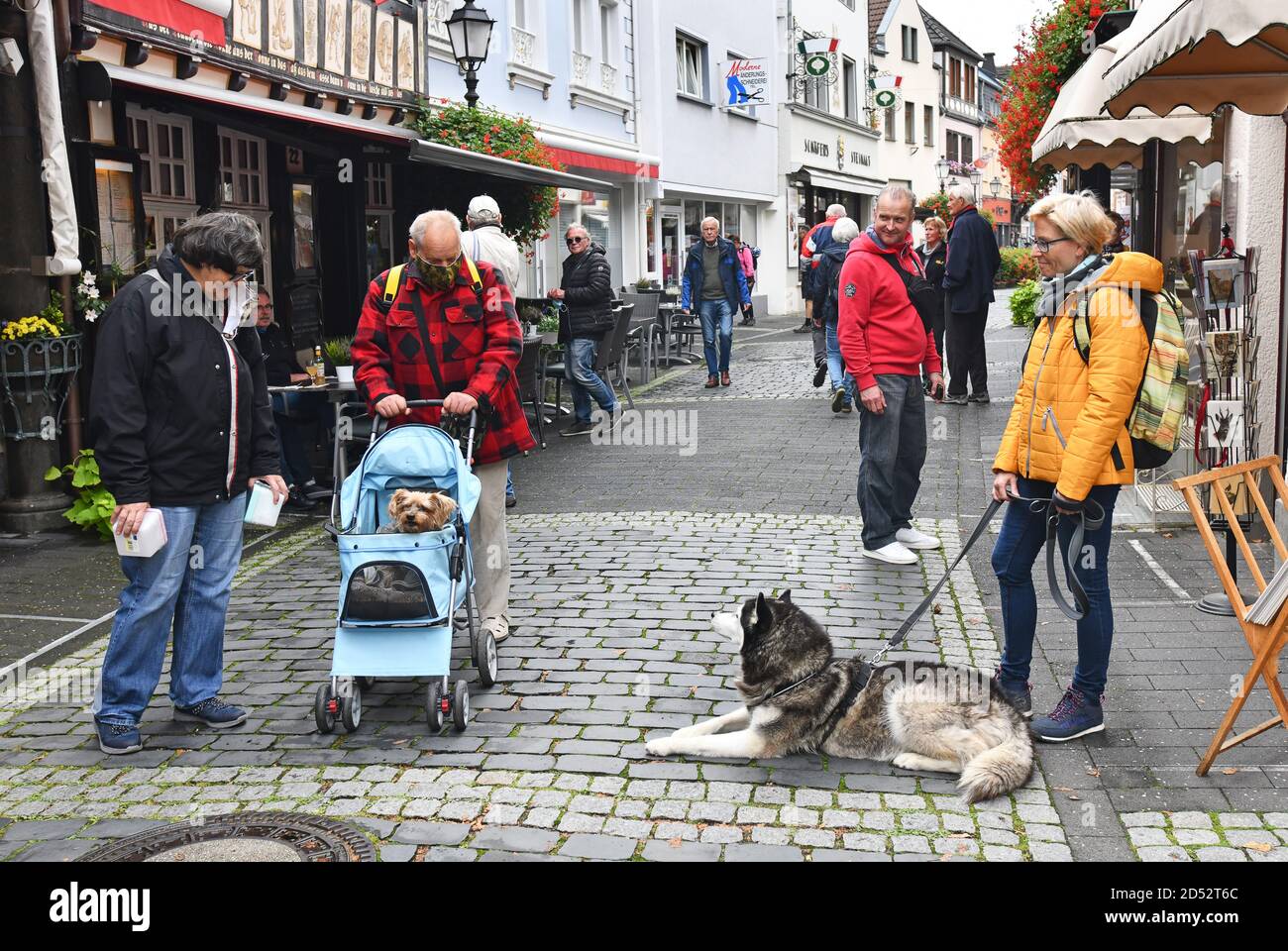 Kleiner Hund trifft großen Hund in Ahrweiler, Rheinland-Pfalz, Deutschland, Europa Stockfoto