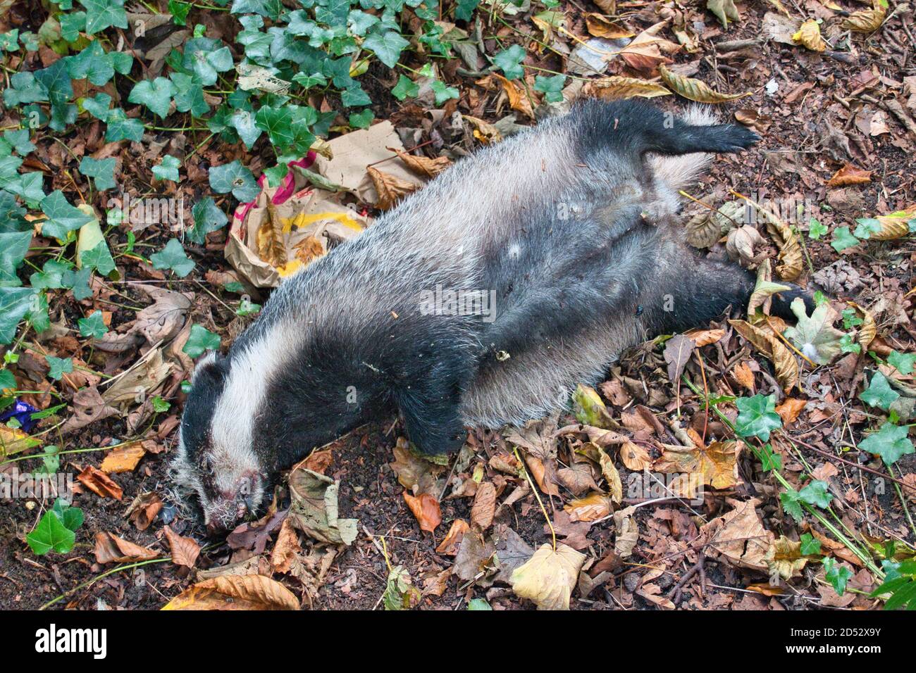Ein toter Dachs auf einem Landweg - Ursache Tod unbekannt Stockfoto