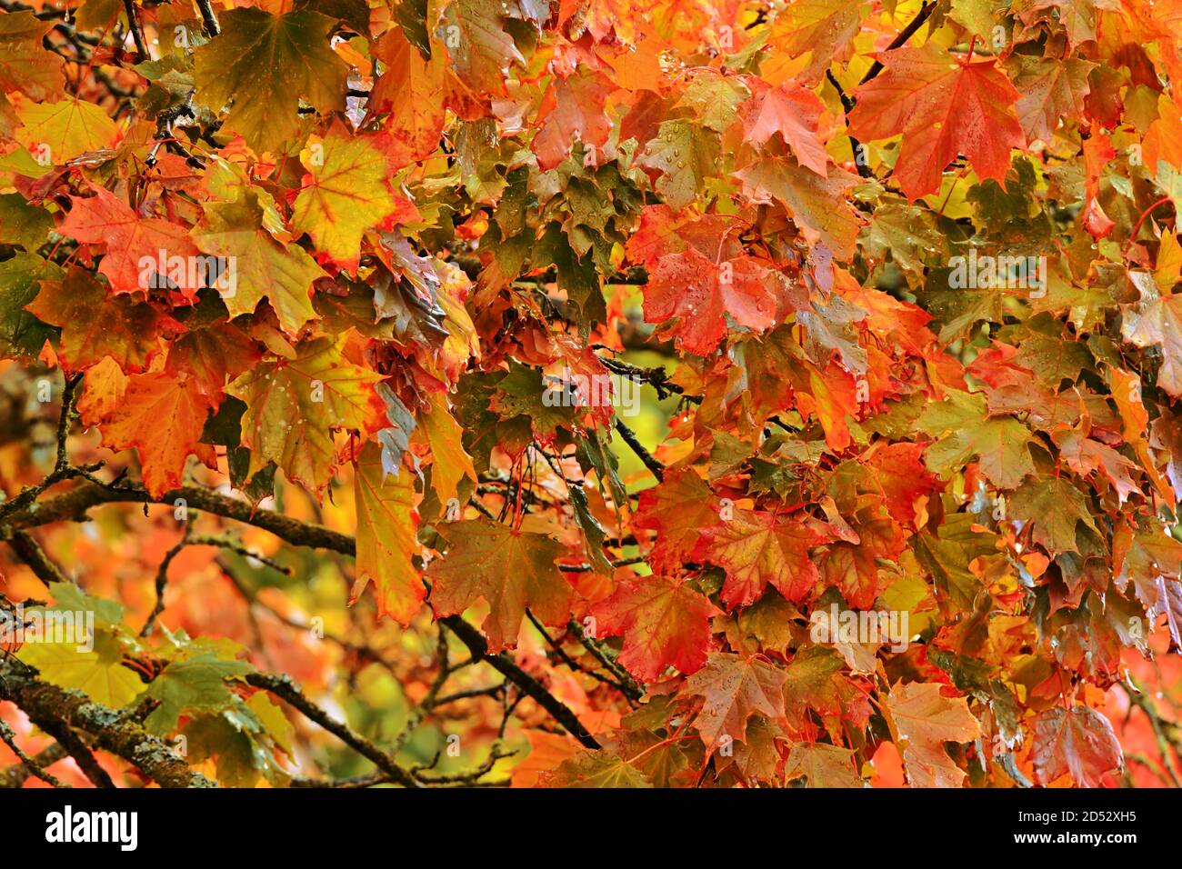 Nasse Ahornblätter auf dem Baum an einem regnerischen Herbsttag. Stockfoto