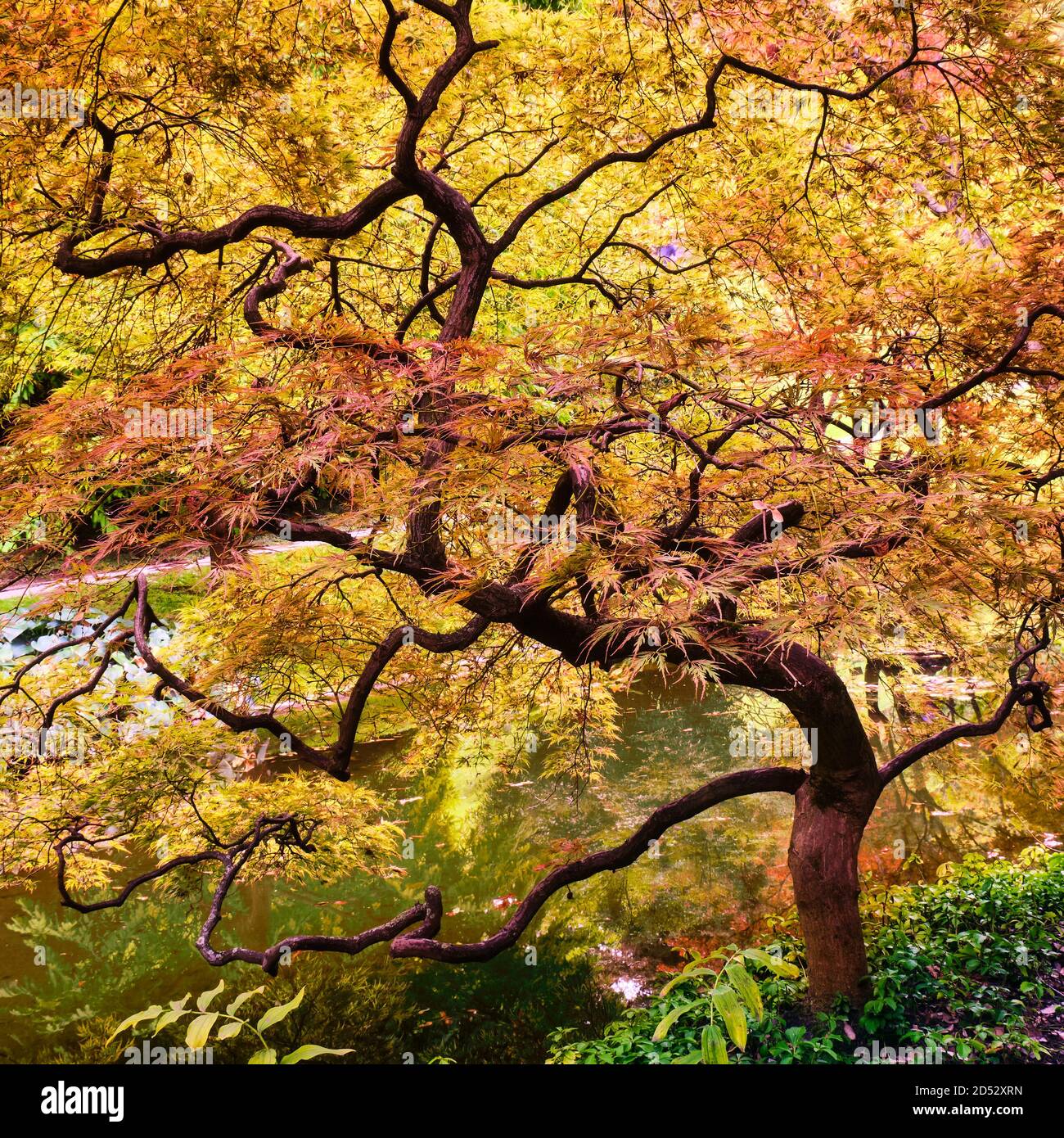 Japanischer Ahorn reflektiert auf einem Teich im Herbst, Acer palmatum