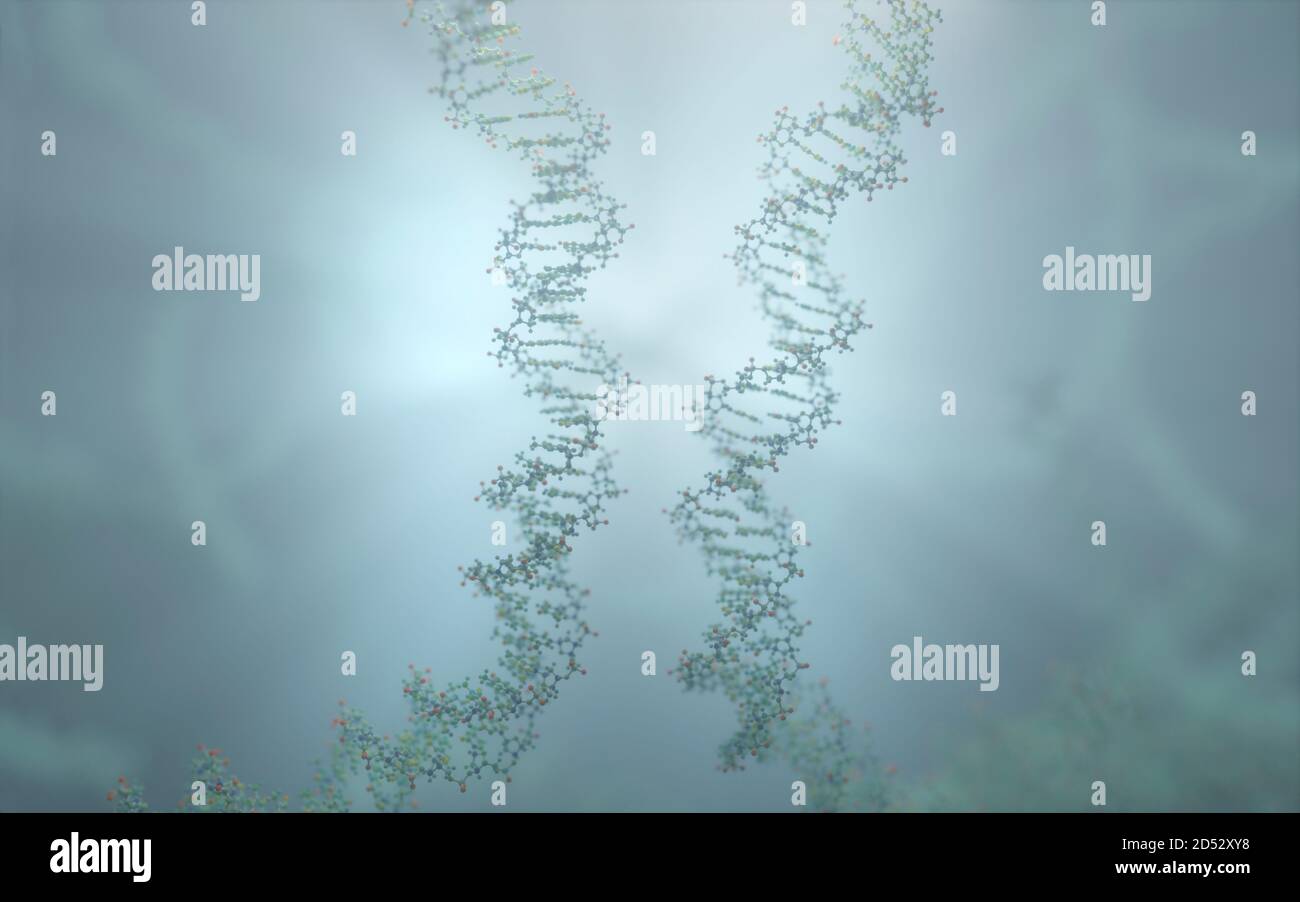 DNA ist ein Molekül und eine Doppelhelix, die genetische Anweisungen für die Entwicklung, Funktion, Wachstum und Fortpflanzung aller bekannten Organismen enthält. Stockfoto
